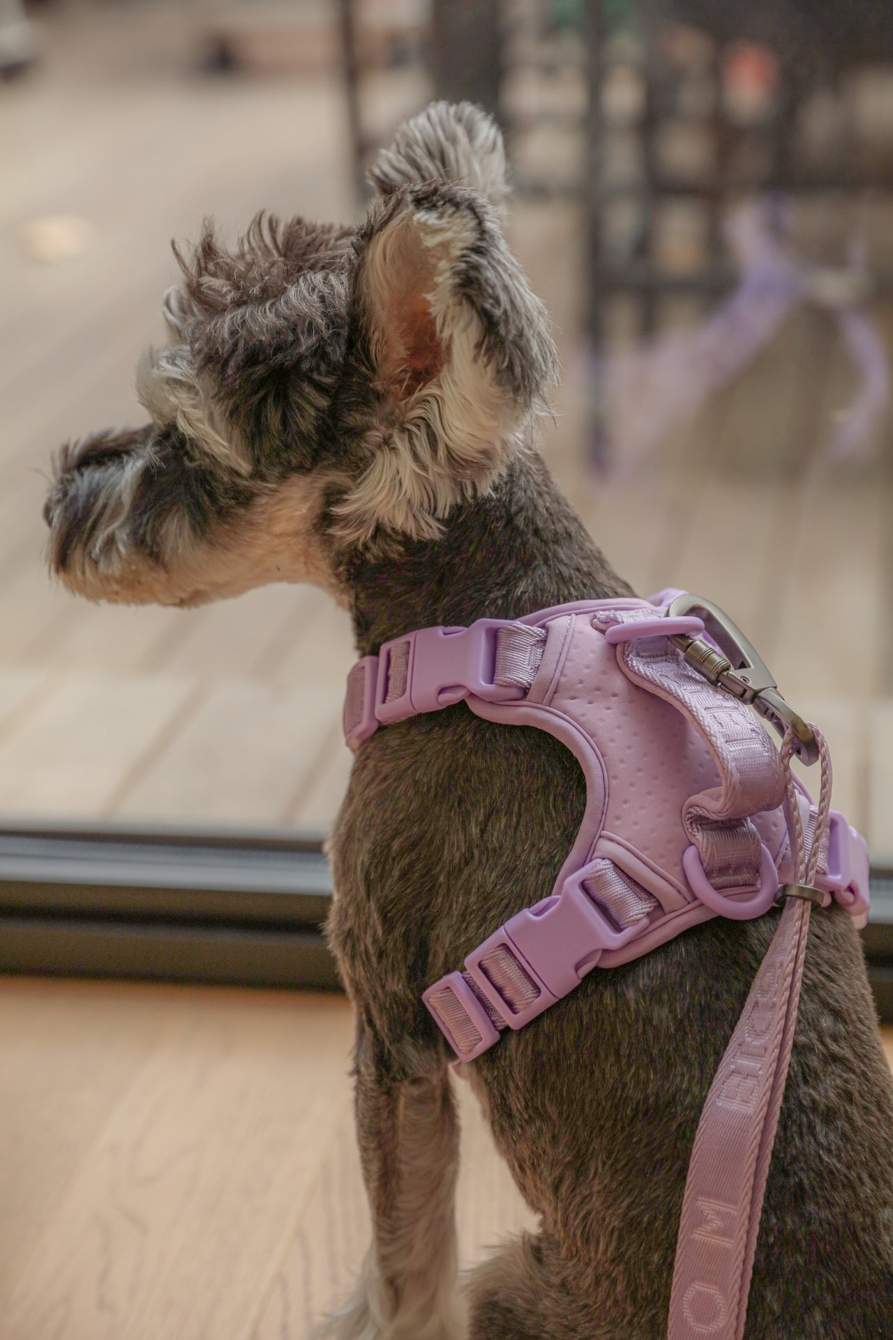 NO PULL ACTIVE PET HARNESS - MINT PURPLE