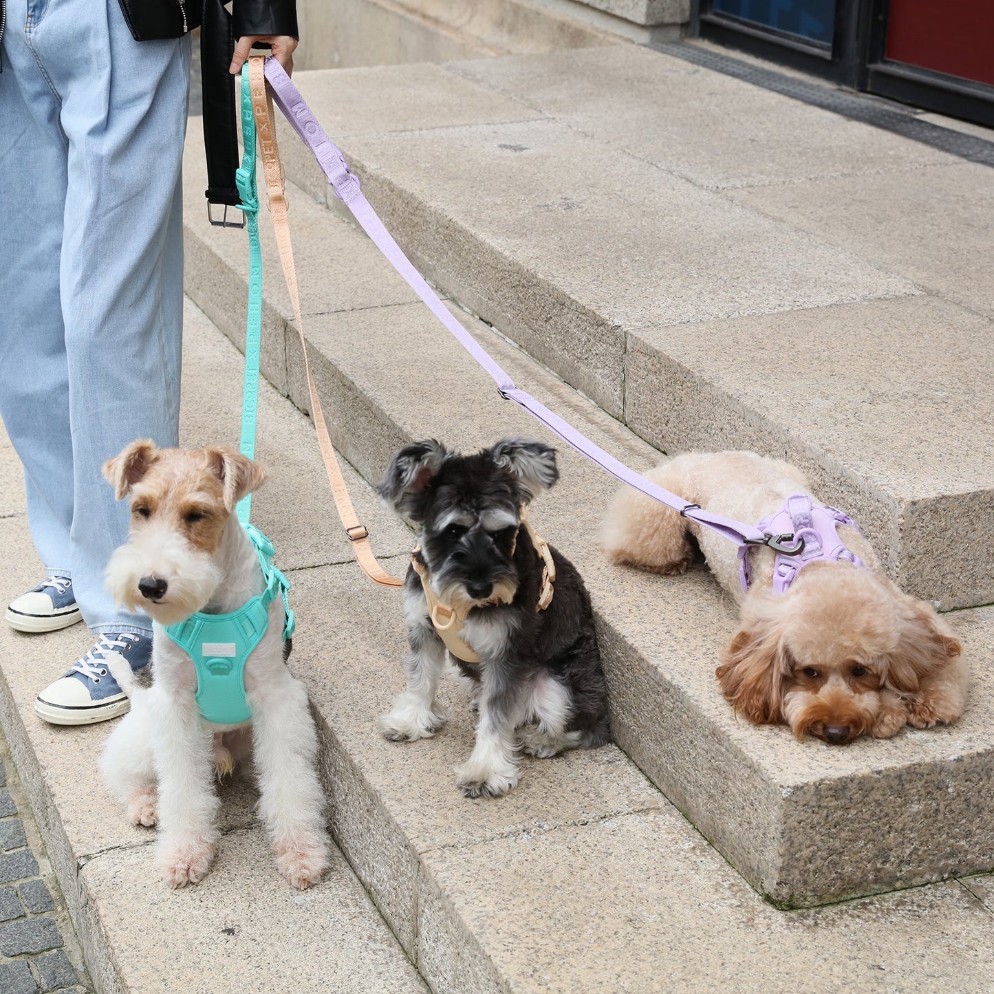 PADDED ACTIVE PET LEASH - MINT PURPLE
