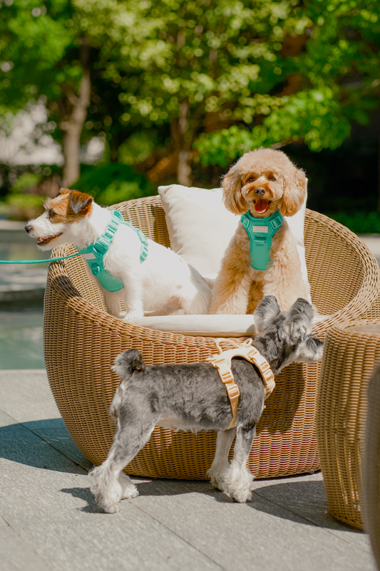 NO PULL ACTIVE PET HARNESS - MINT GREEN