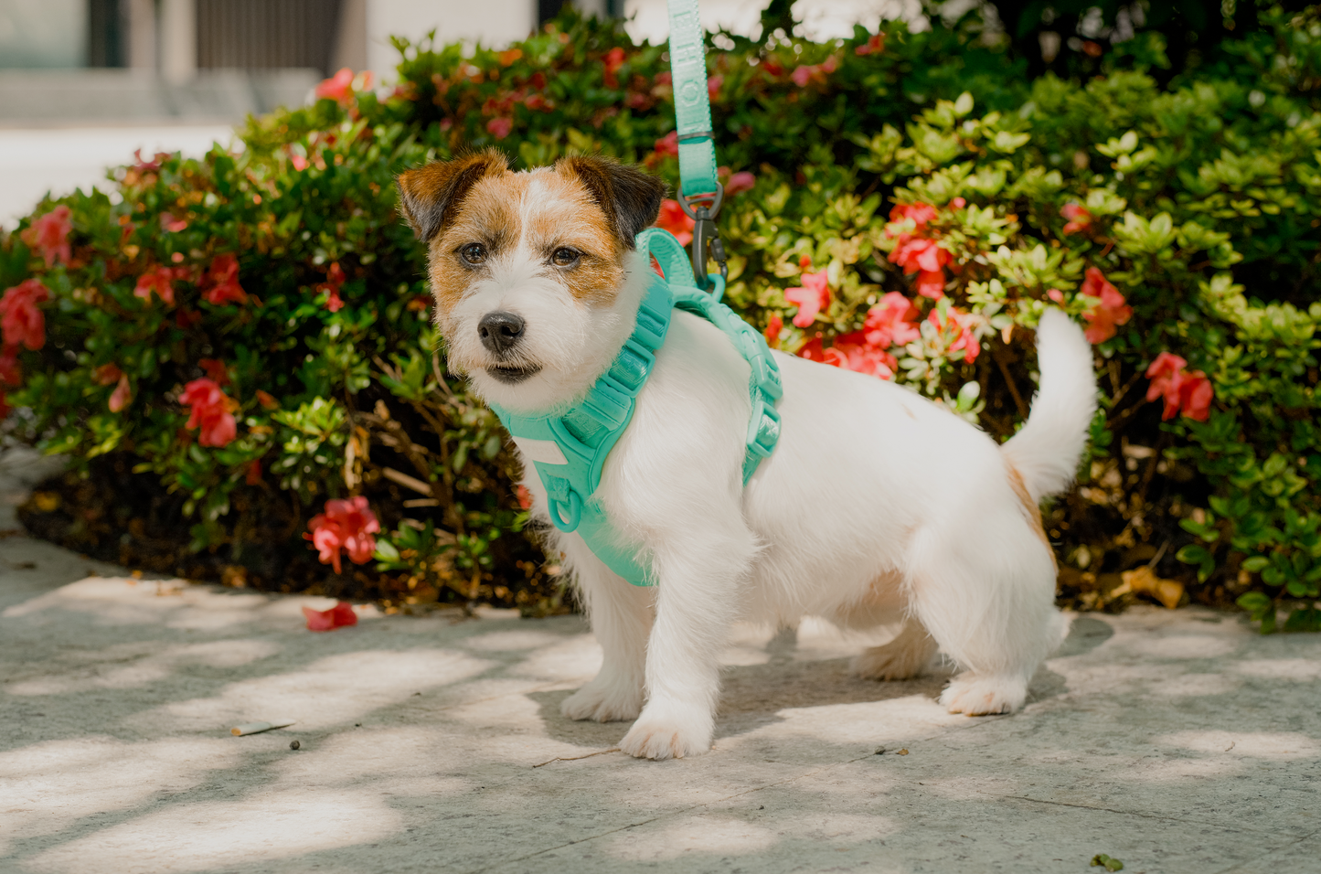 NO PULL ACTIVE PET HARNESS - MINT GREEN