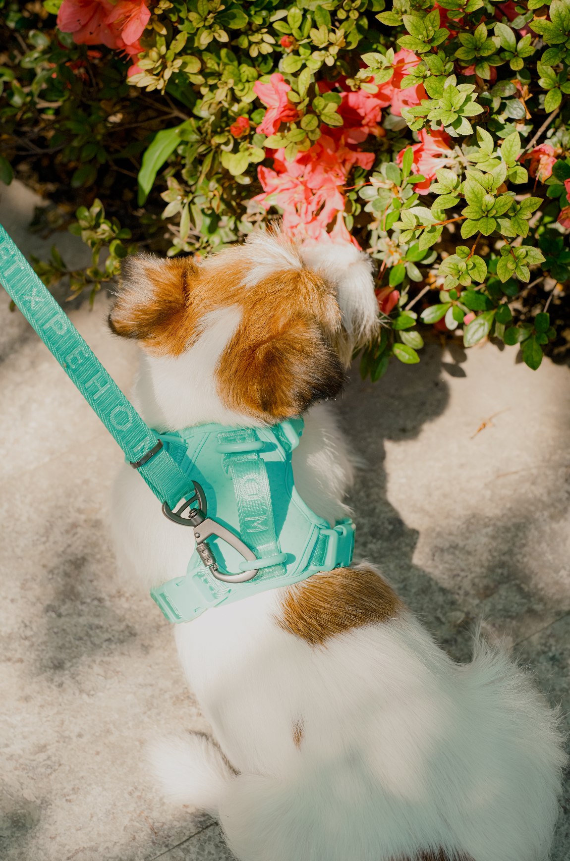 NO PULL ACTIVE PET HARNESS - MINT GREEN
