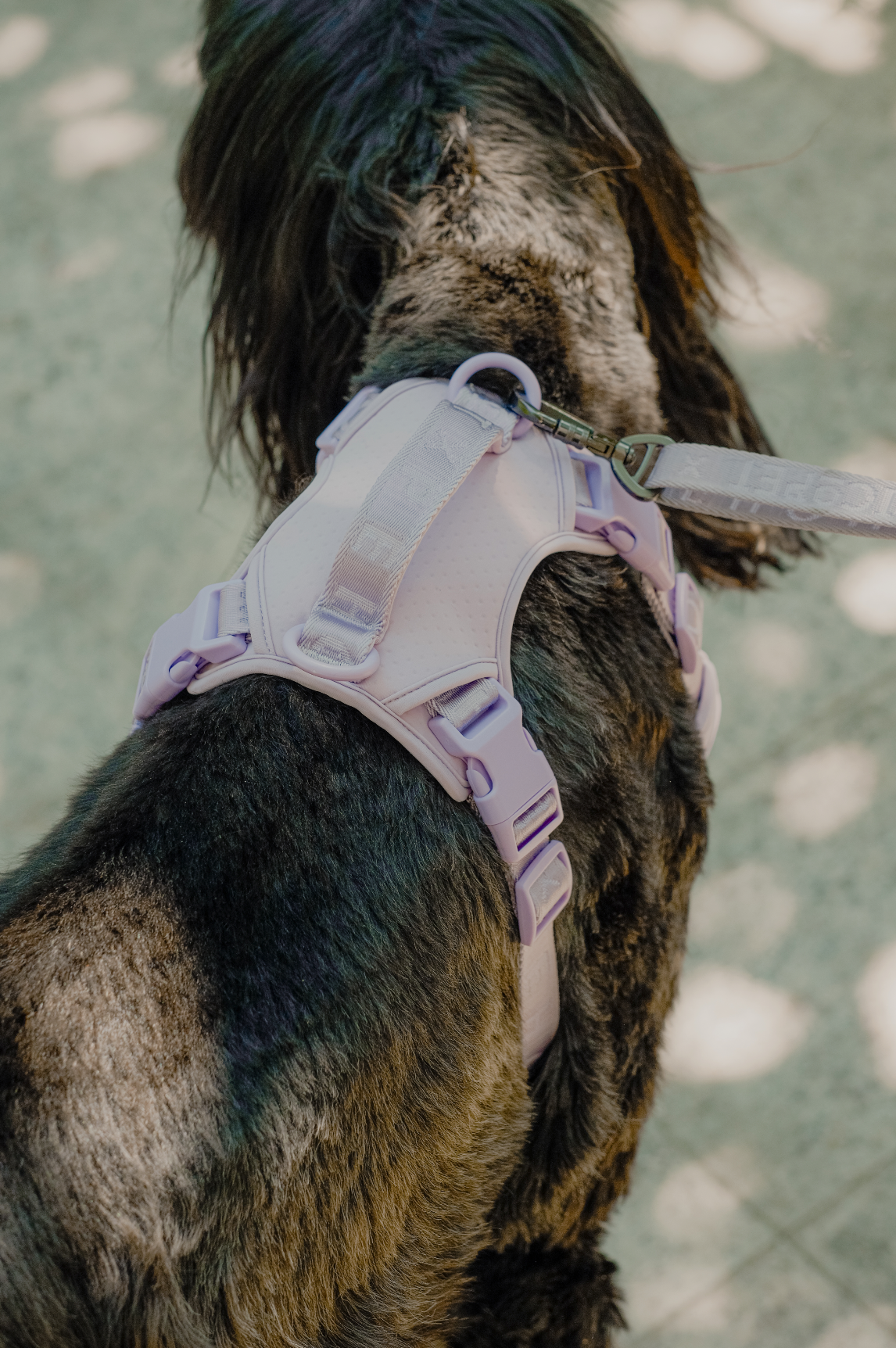 NO PULL ACTIVE PET HARNESS - MINT PURPLE