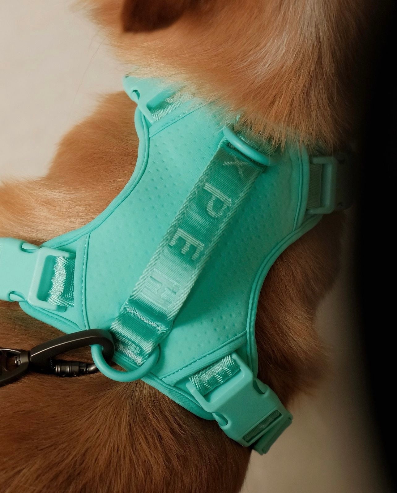 NO PULL ACTIVE PET HARNESS - MINT GREEN