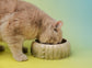 Puff Pet Bowl - Gradient Olive