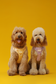 NO PULL ACTIVE  PET HARNESS - APRICOT