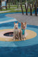 NO PULL ACTIVE  PET HARNESS - MINT GREEN